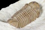 Detailed, Long Kainops Trilobite - Oklahoma #134217-5